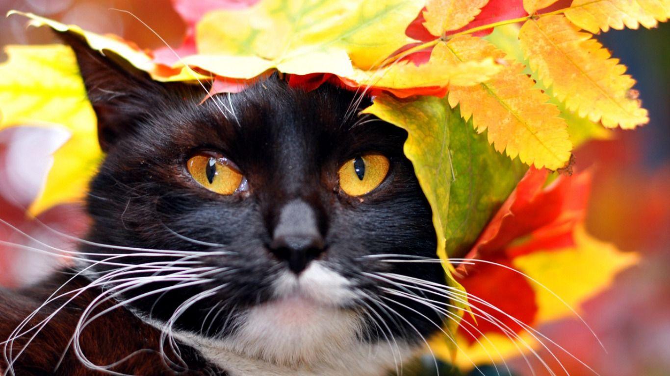 Premium Photo  Cat in autumn leaves fall in the park
