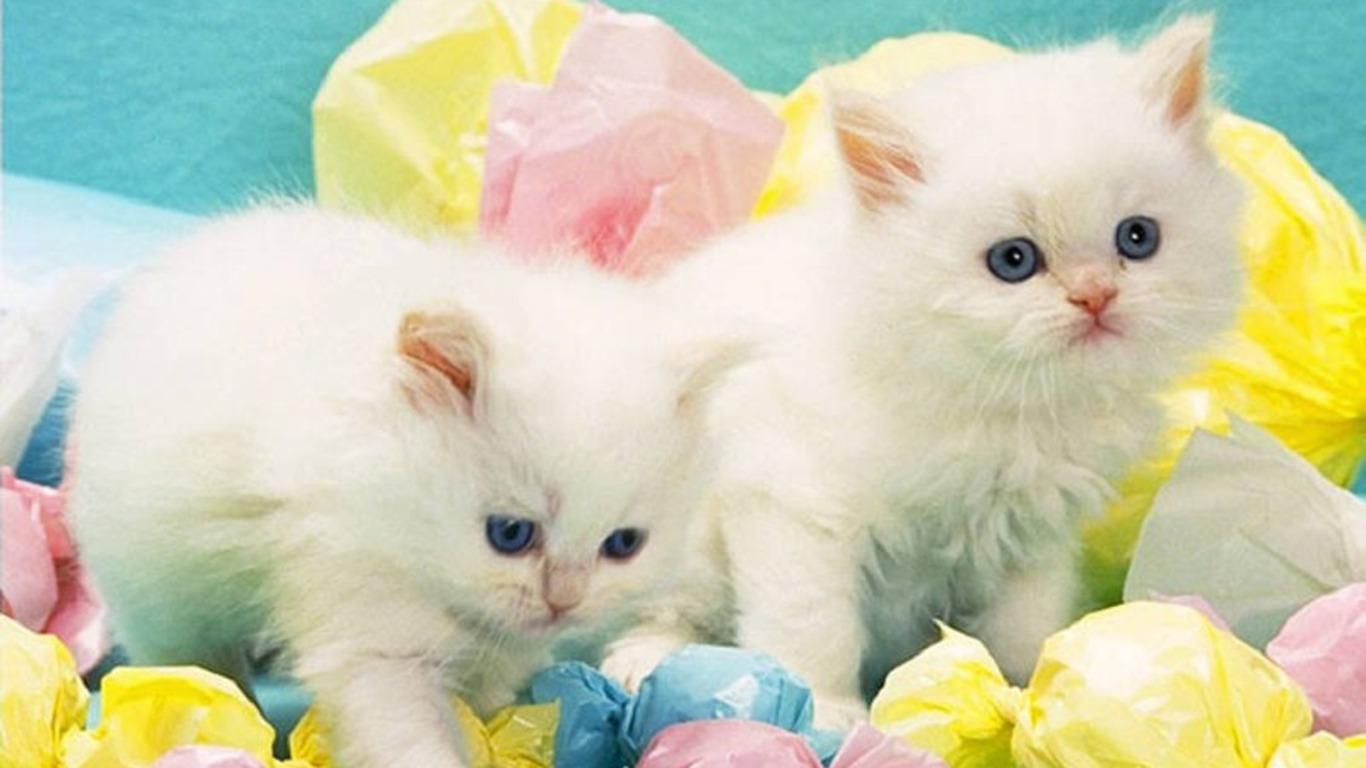 1366x768 Cute and Lovely Cat Wallpaper for Desktop