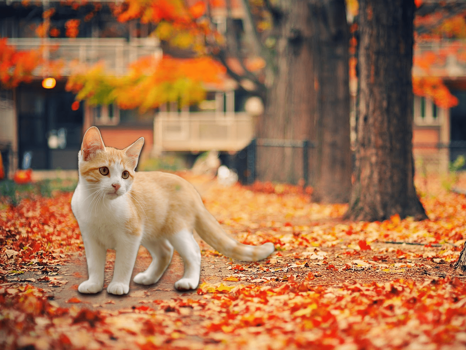 Fall Kitten Wallpaper