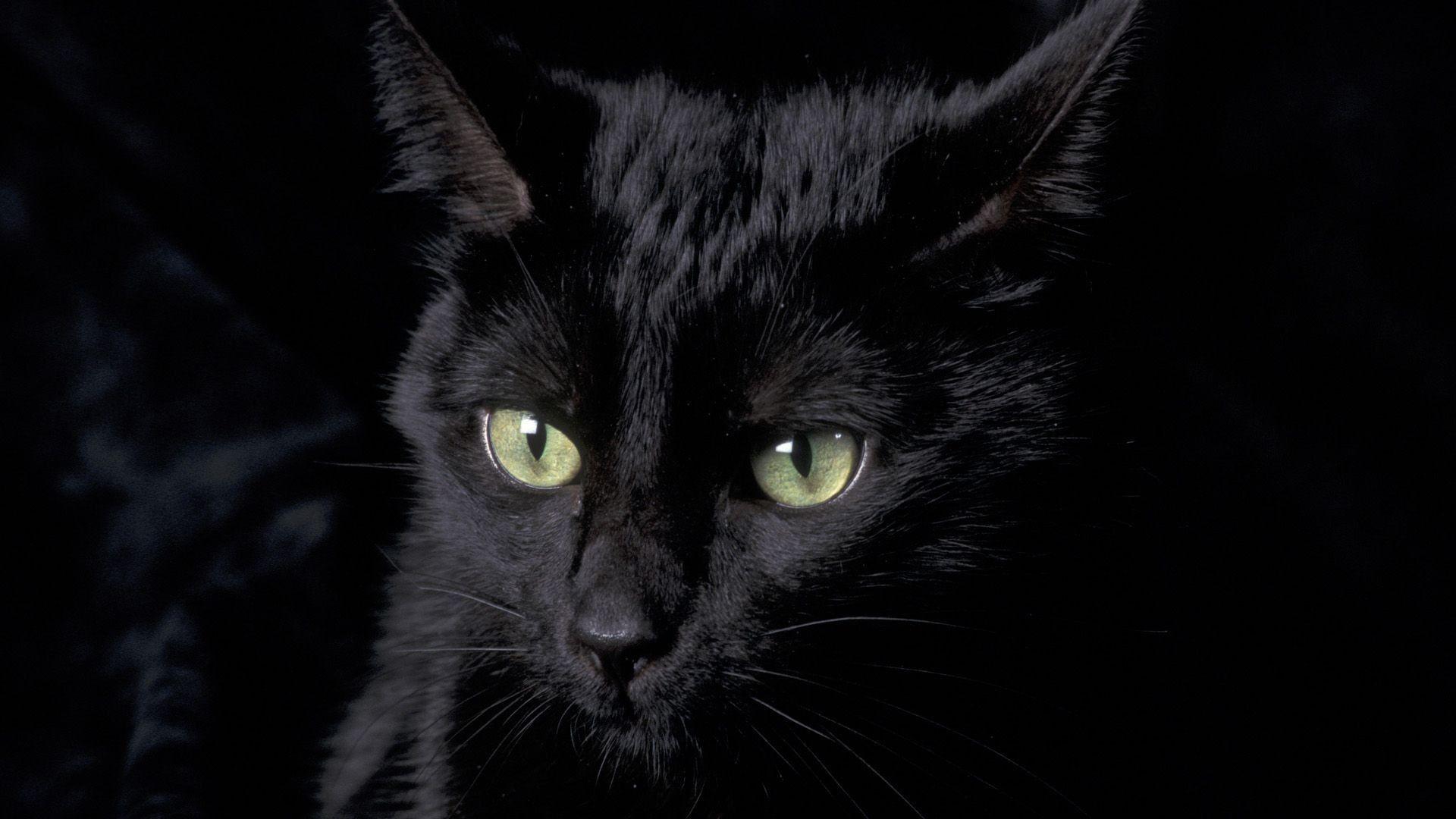 1920x1080 Wallpaper Black Cat background picture
