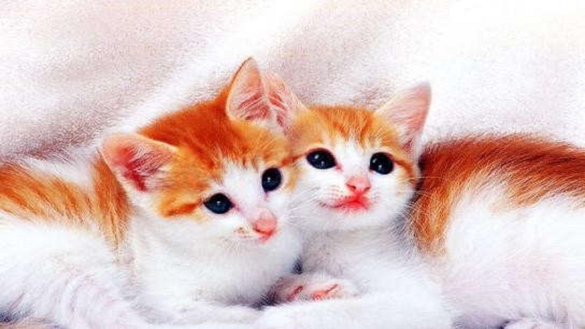 Beautiful Cats Wallpapers - Top Free Beautiful Cats Backgrounds ...