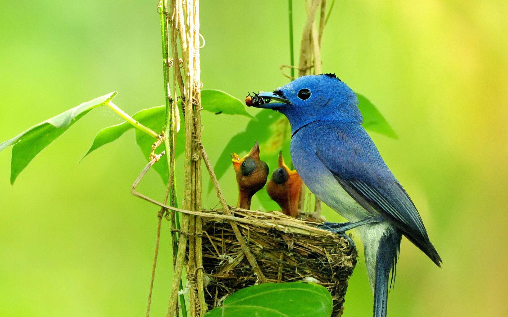 1920x1200 Backyard Birds Desktop Wallpaper