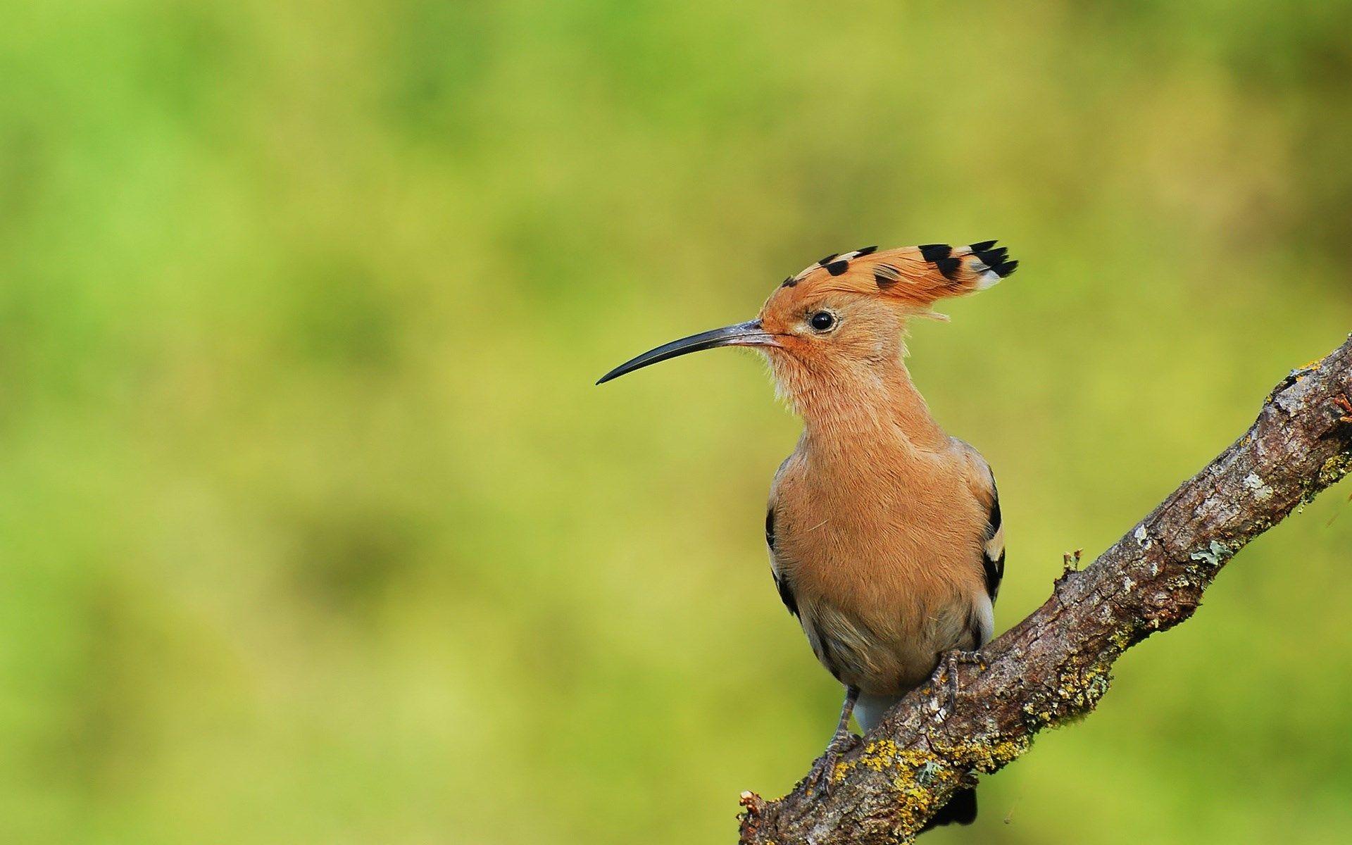 1920x1200 bird wallpaper desktop background. Other. Tokkoro