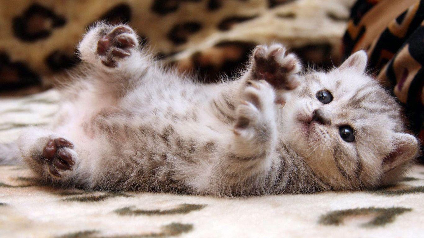 1366x768 Free Cat Wallpaper For Desktop