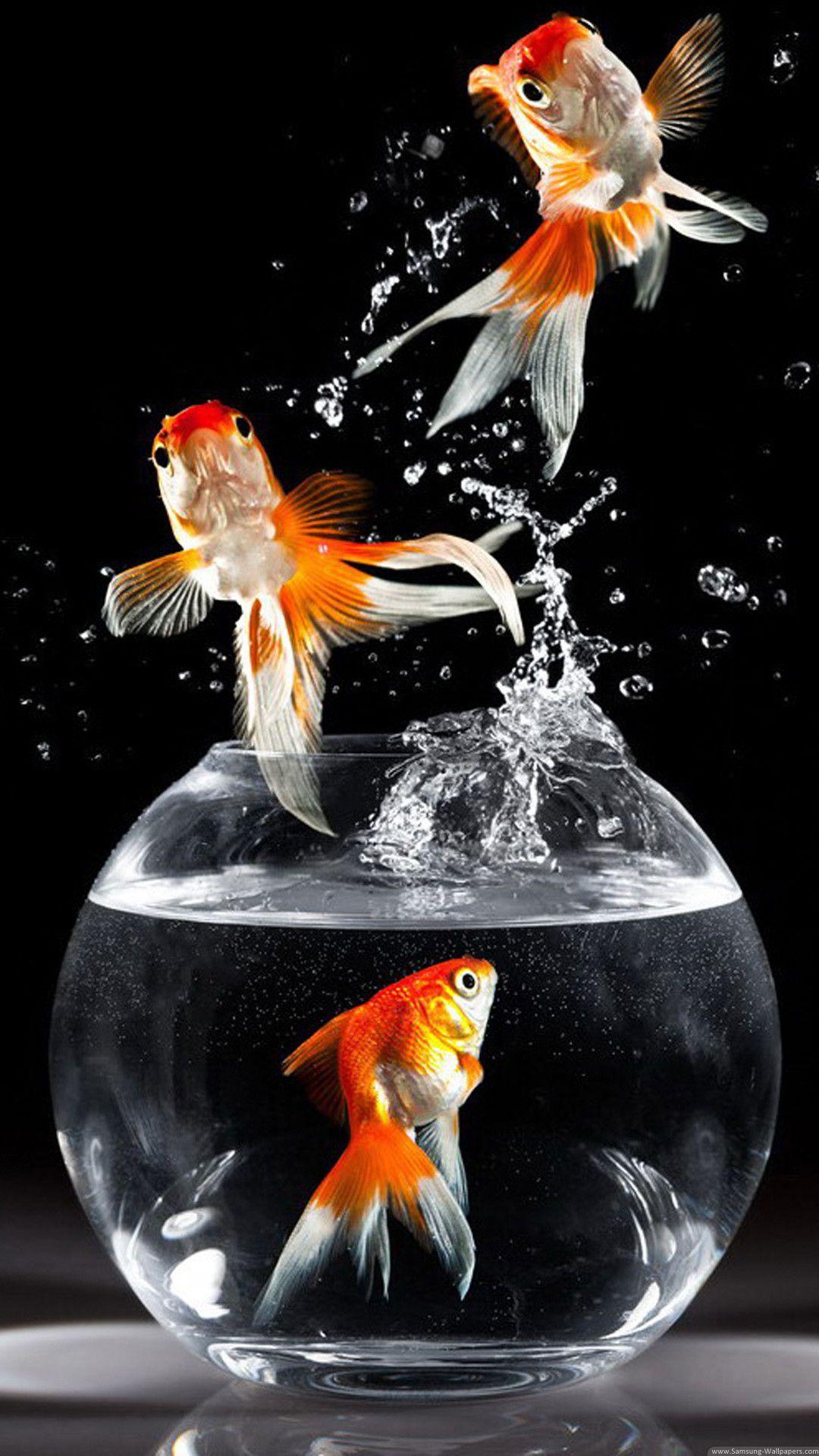 1080x1920 Gold Fish Wallpaper
