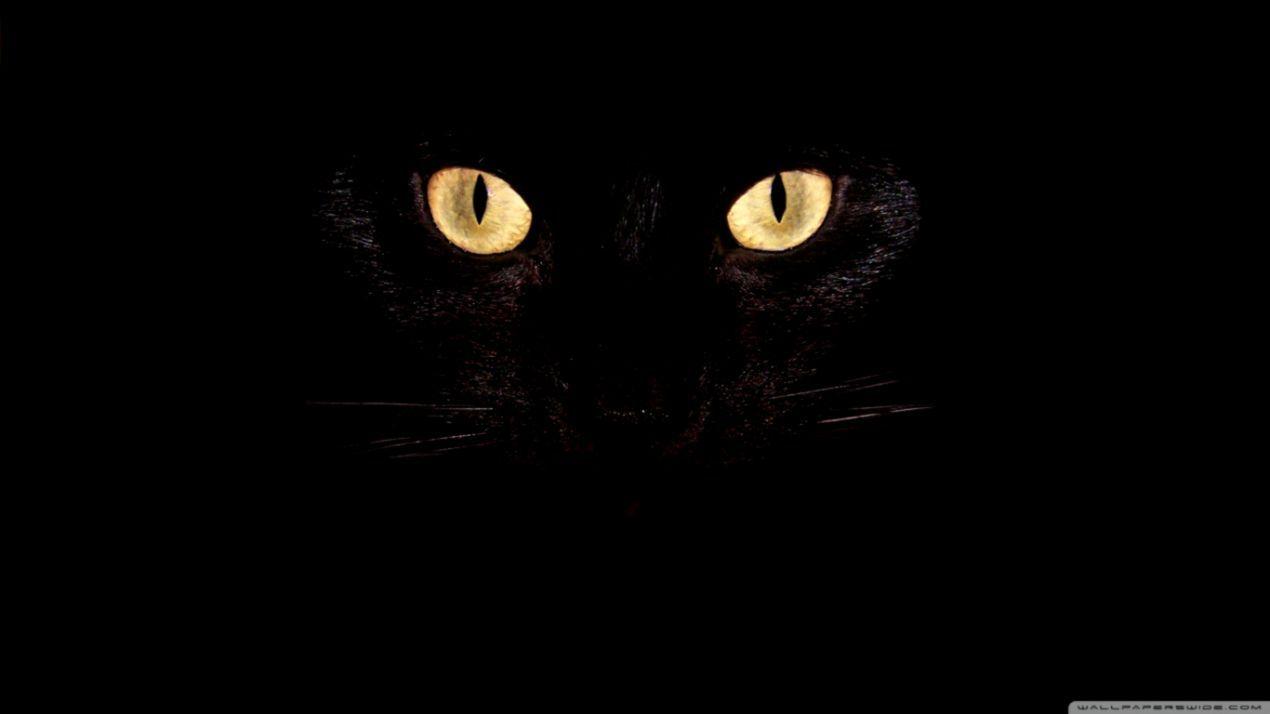 1270x714 Cat Eyes Wallpaper HD. Wallpaper For You