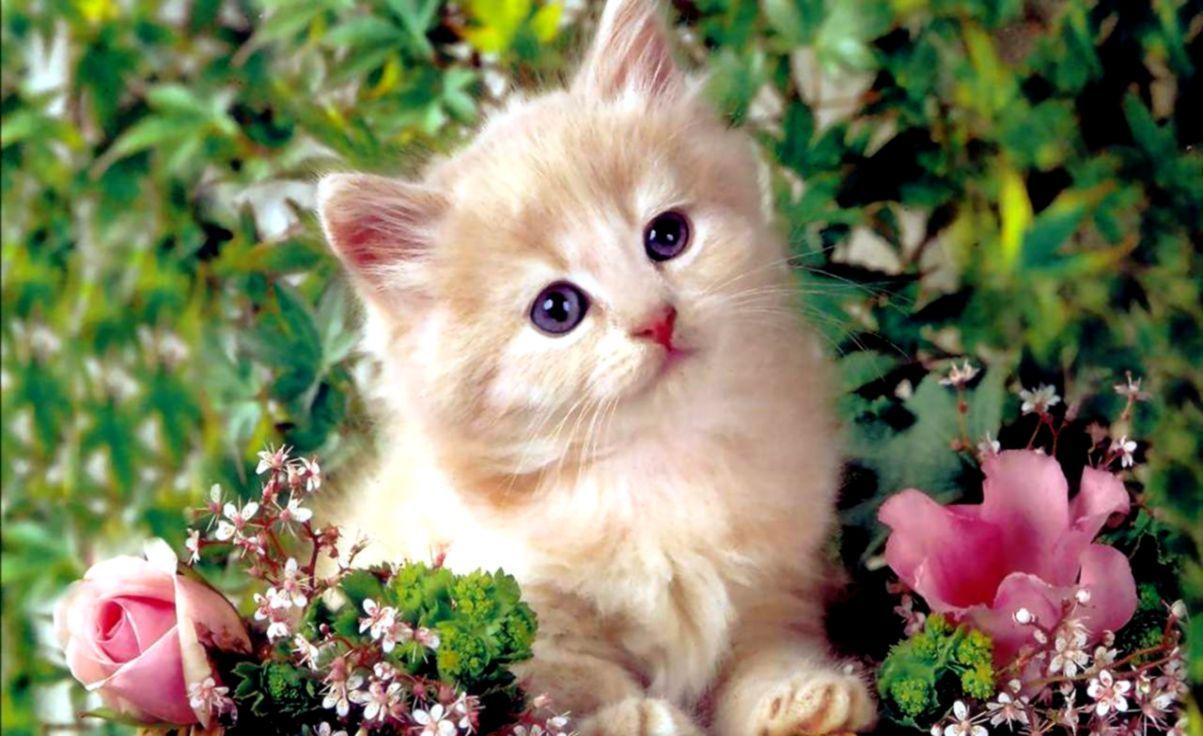 1203x736 Cute Kitten Wallpaper