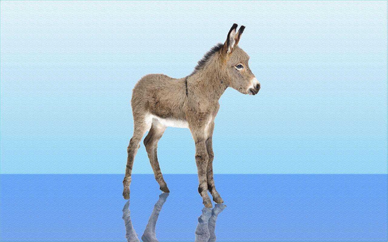 1280x800 Photo Donkey animal
