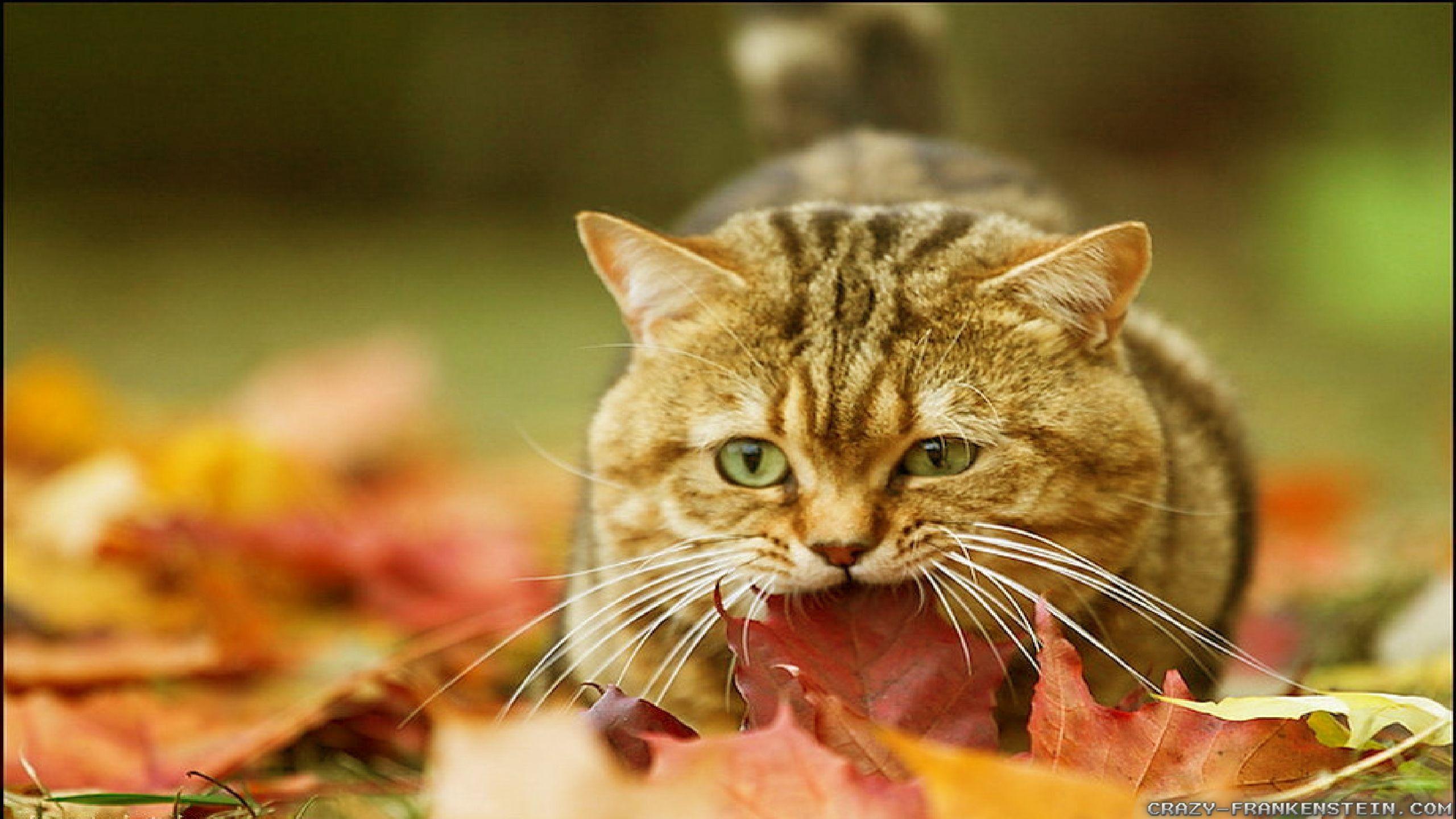 Autumn Cat Wallpapers Top Free Autumn Cat Backgrounds Wallpaperaccess