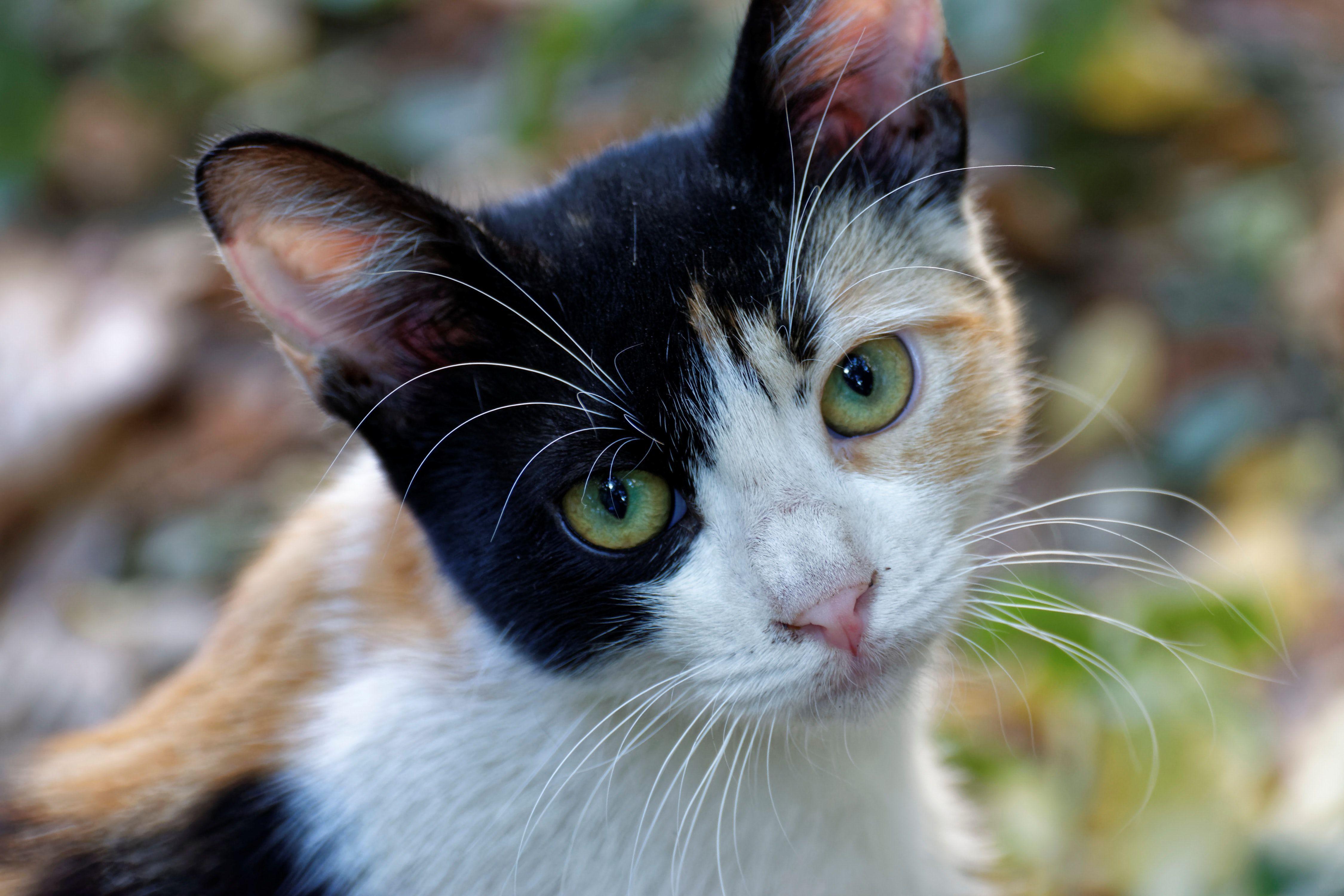 4500x3000 Black and White Cat Desktop Wallpaper Download