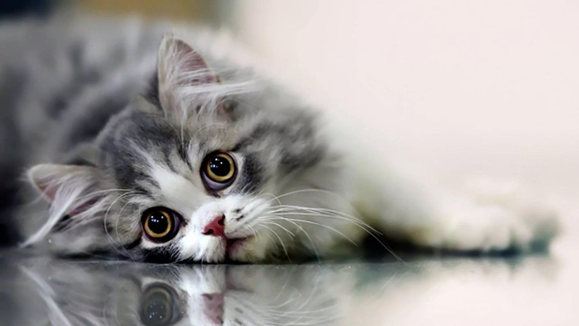 1920x1080 Lovely Cat Wallpaper