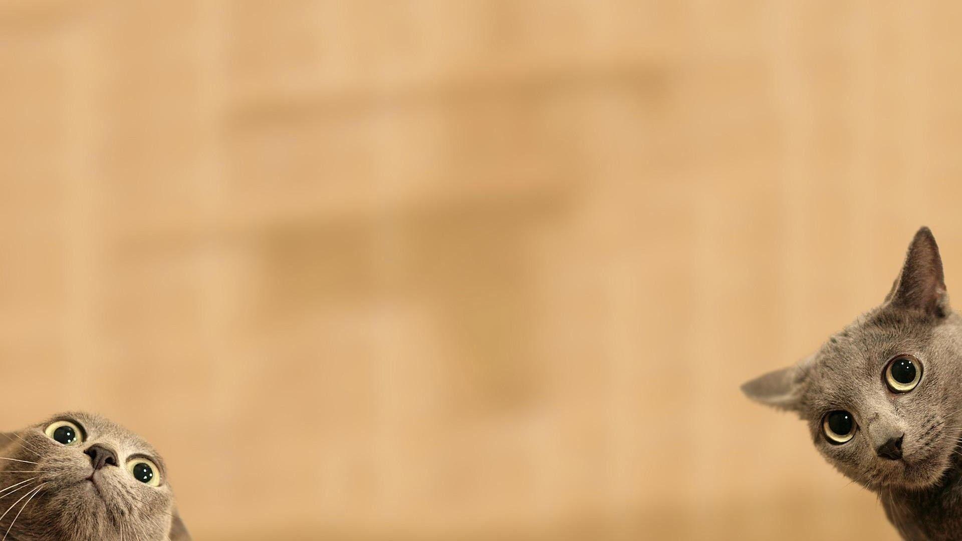1920x1080 Cat Desktop Wallpaper