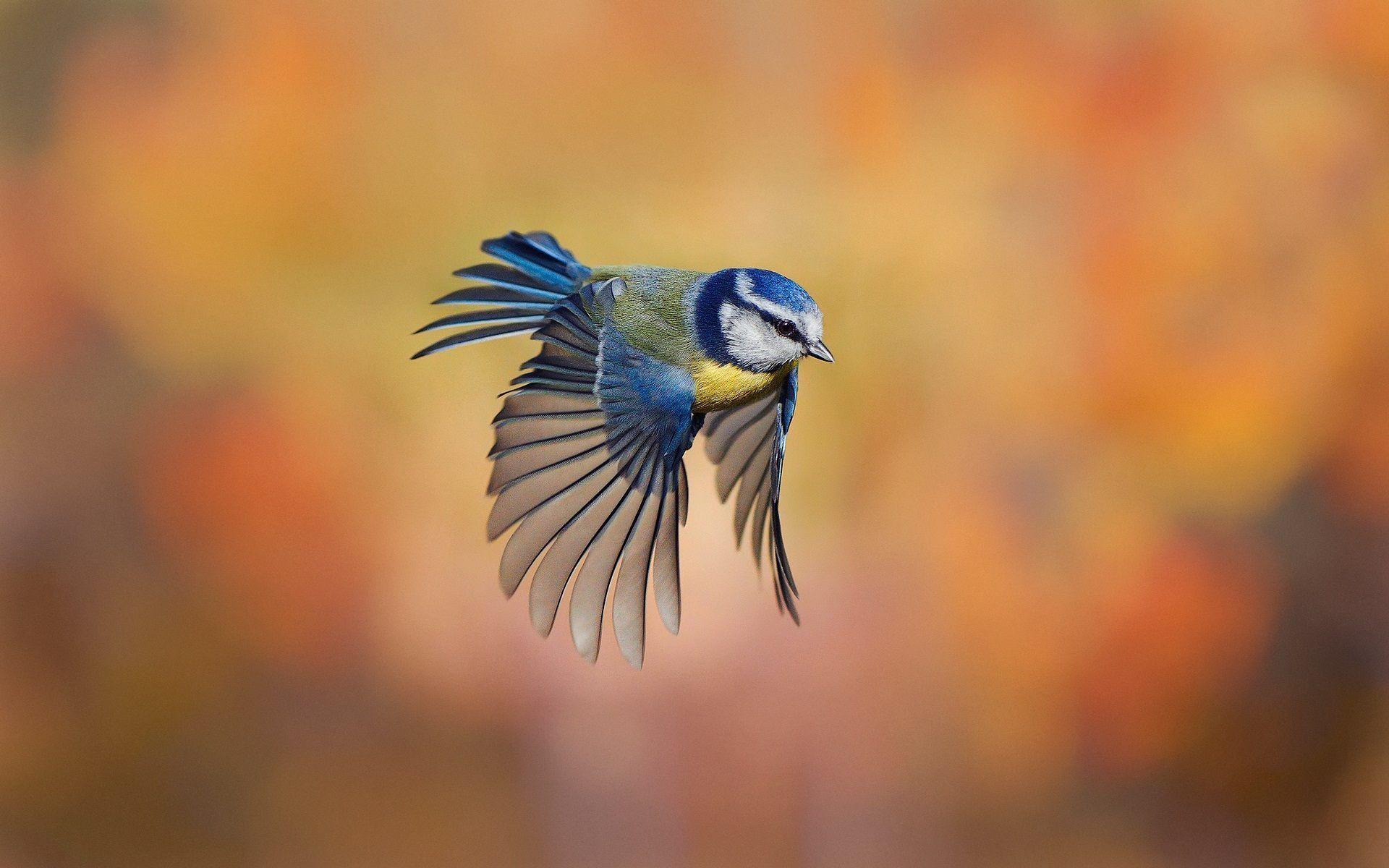1920x1200 birds