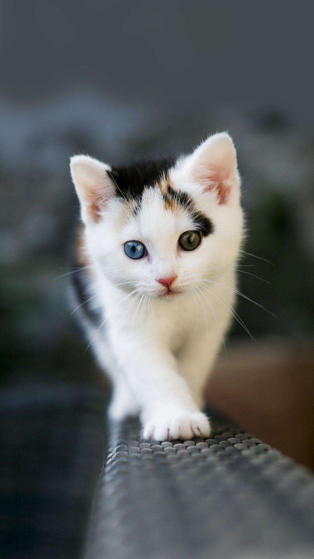 1080x1920 Android Phone Wallpaper Cute 1080x1920 Cute Kitten Download