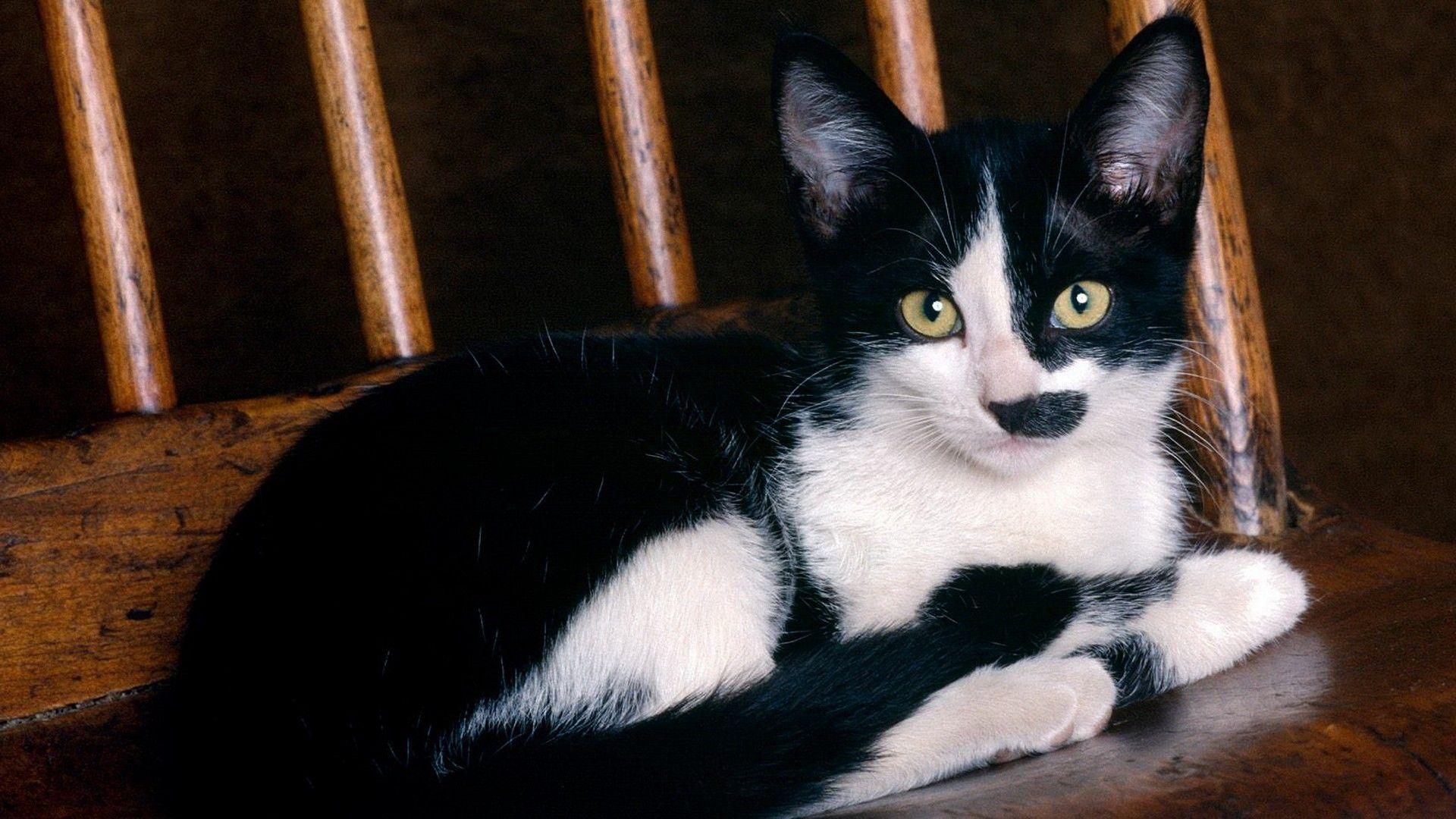 1920x1080 Cute Black and White Cat desktop PC and Mac wallpaper