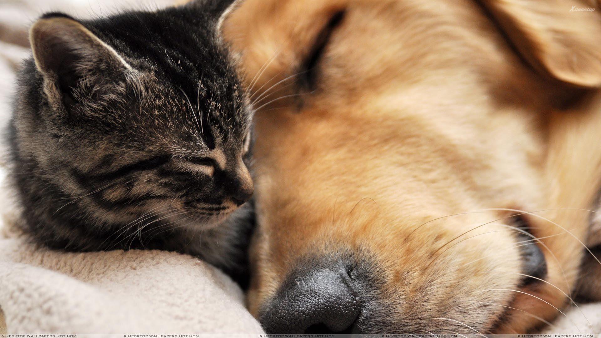 1920x1080 This Is Love, Dog Sleeping With Cat Wallpaper