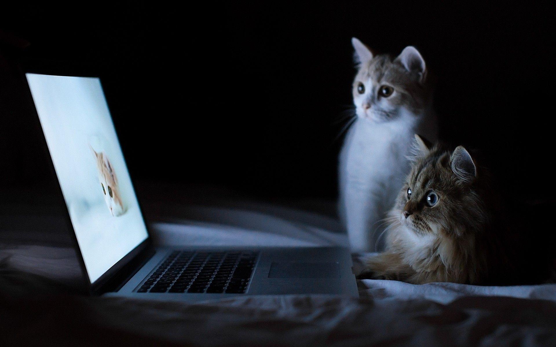 1920x1200 HD Cats And Laptop Wallpaper HD Desktop Wallpaper Cool