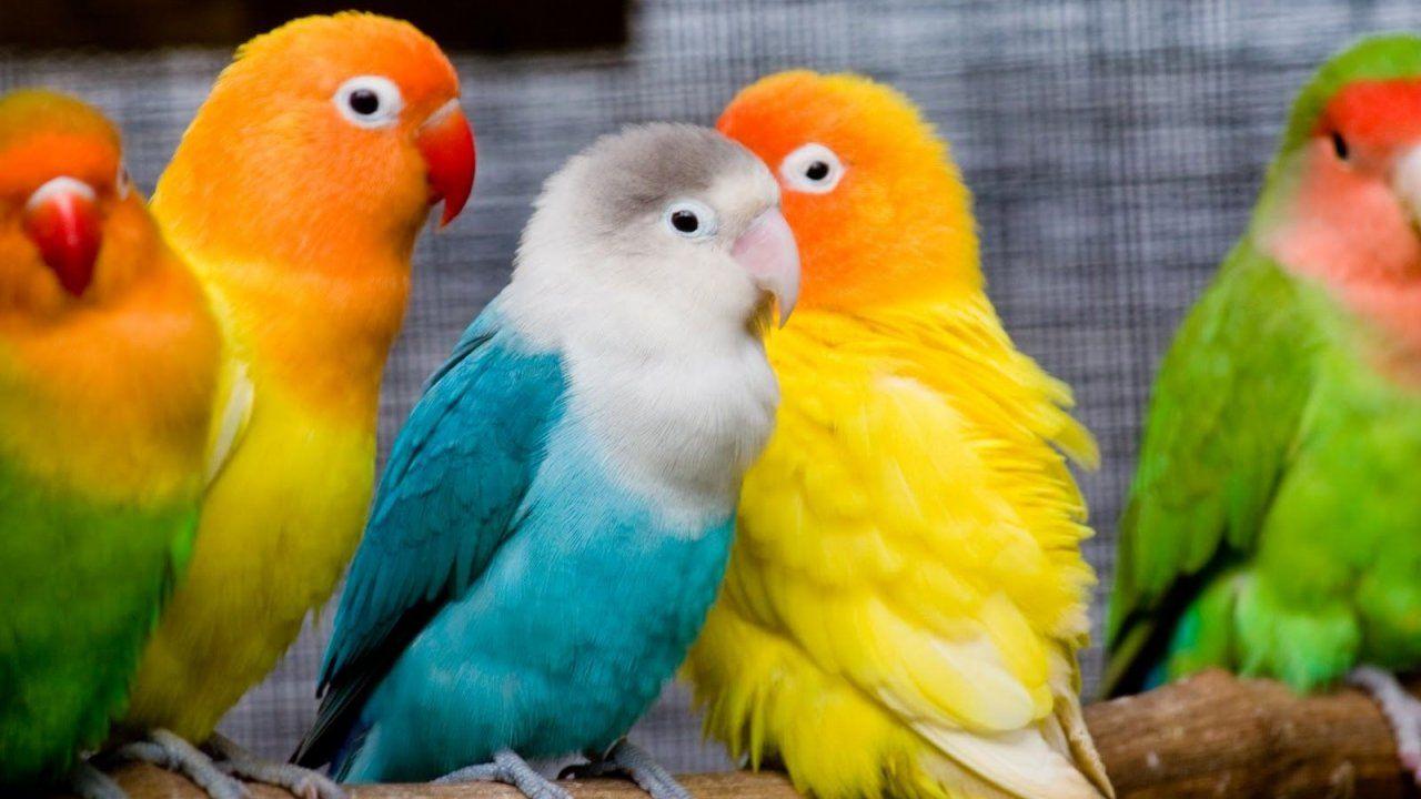 1280x720 Beautiful, Birds, Desktop, Background, HD, Wallpaper, Image