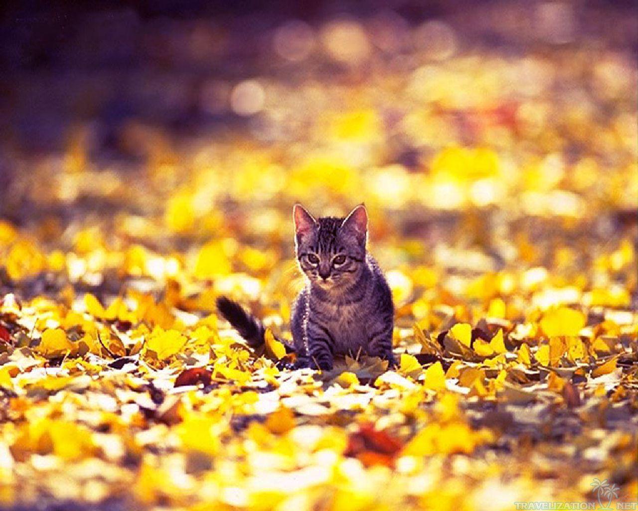 Fall Cat Wallpapers - Top Free Fall Cat Backgrounds - WallpaperAccess