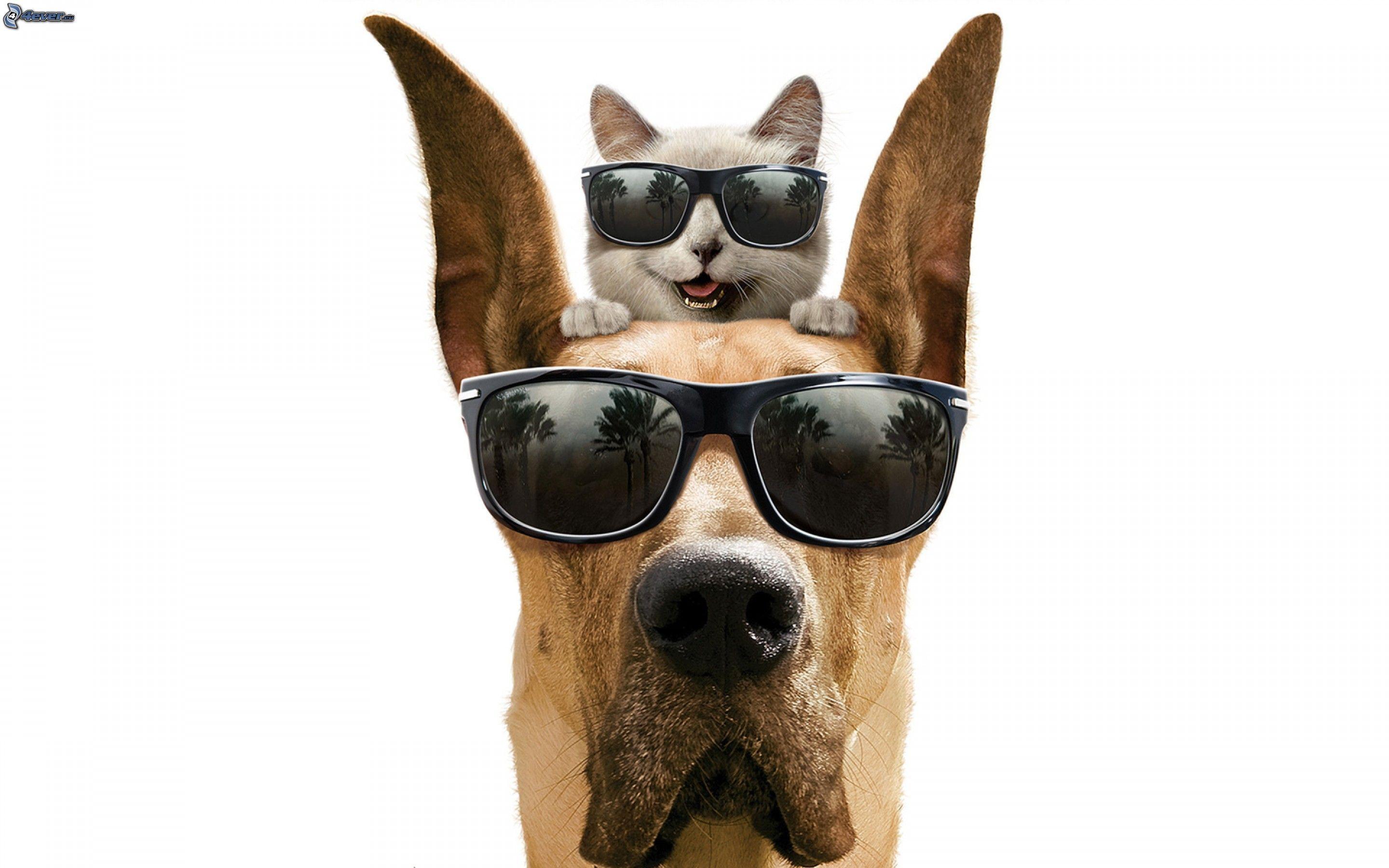 2880x1800 Cute Dog and Cat Wallpaper