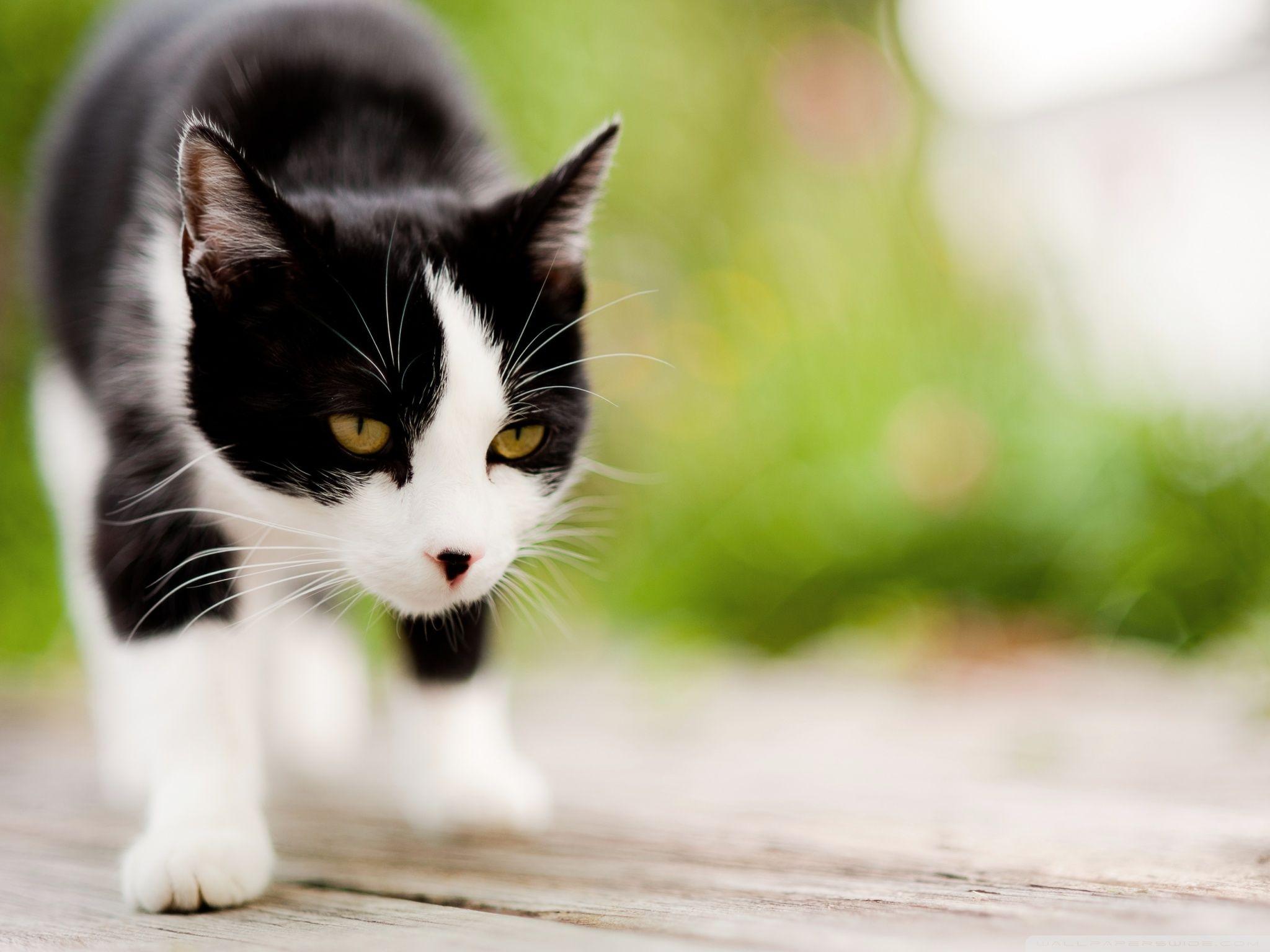 Black and White Cat Desktop Wallpapers - Top Free Black and White Cat