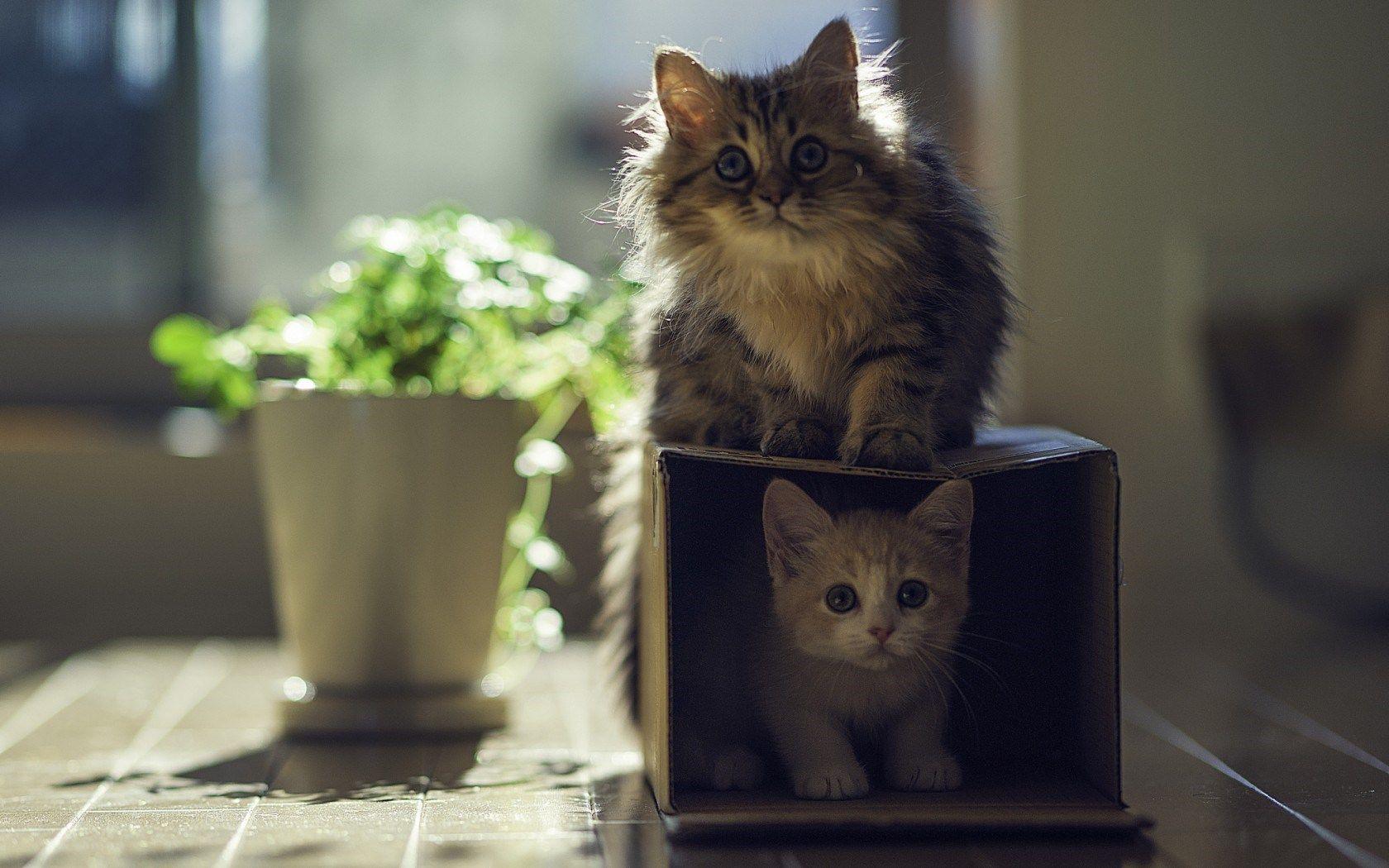 1680x1050 Cats Kittens Box HD Wallpaper