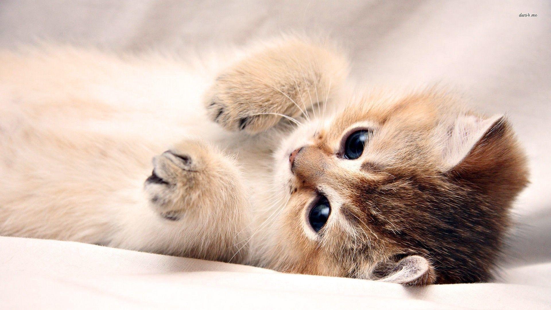 cute kitten wallpaper