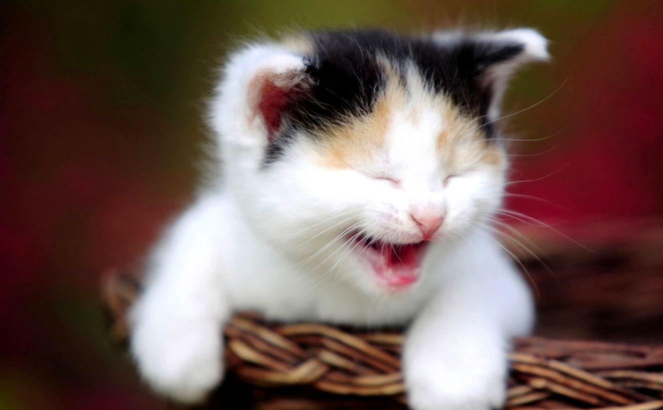 1324x819 Cute Smiling Cat Wallpaper HD