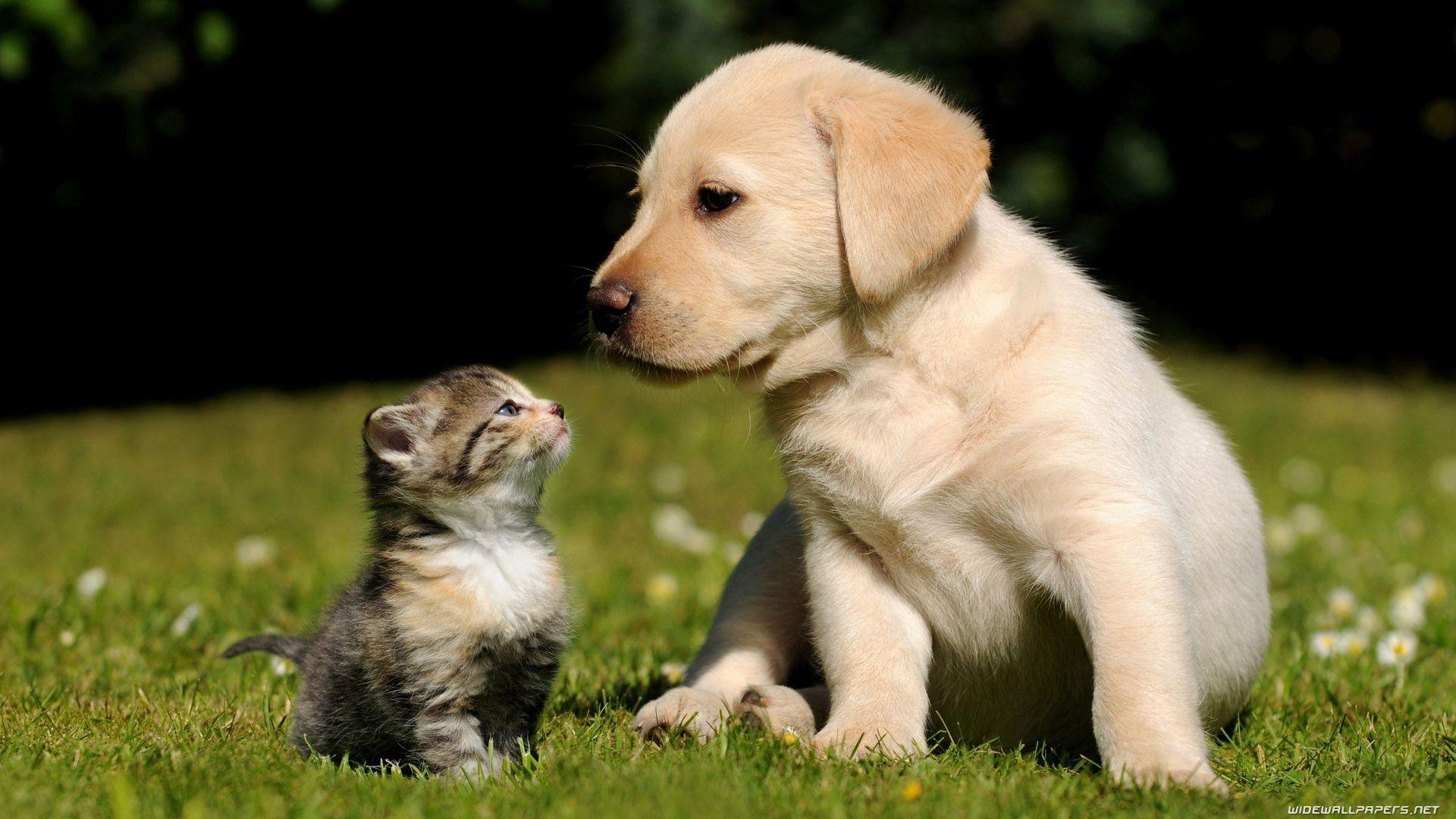 1920x1080 Cats and Dogs desktop wallpaper HD and wide wallpaper