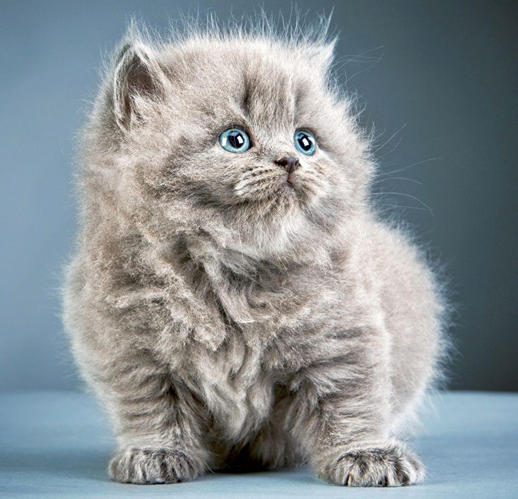 1063x1024 Desktop Wallpaper kitty cat cat Grey Fluffy animal Glance