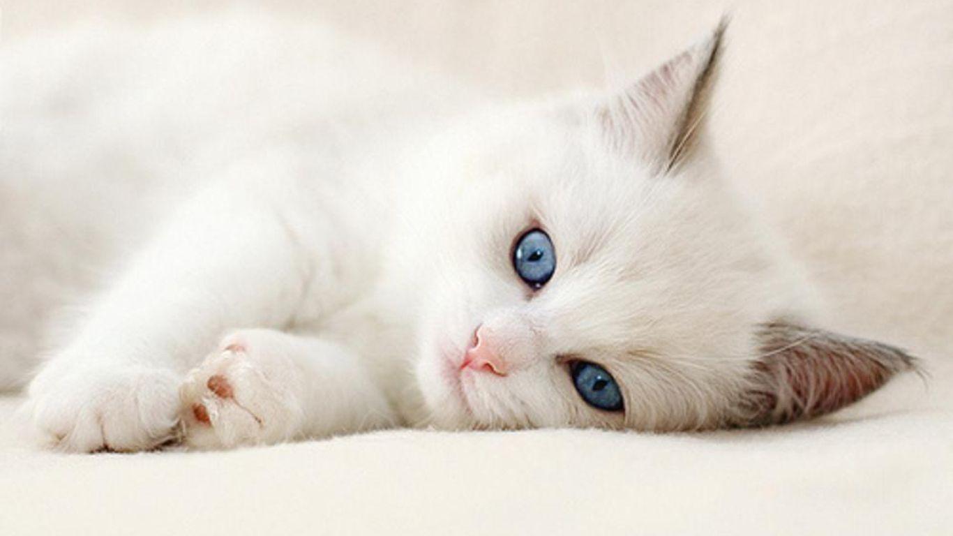 1366x768 Download Free 100 Cute and Sweet Cat Wallpaper. The Quotes Land