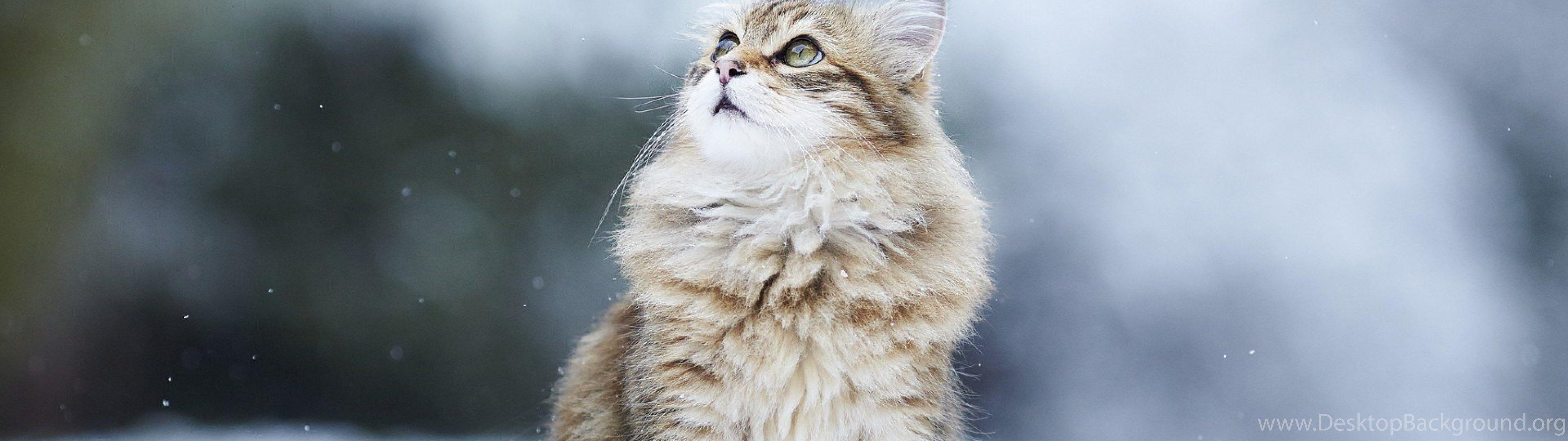 3840x1080 4K Ultra HD Cat Wallpaper HD, Desktop Background 3840x2160