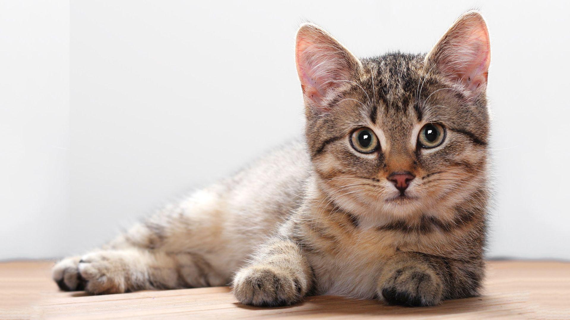 1920x1080 Cute Kitten HD Wallpaperx1080