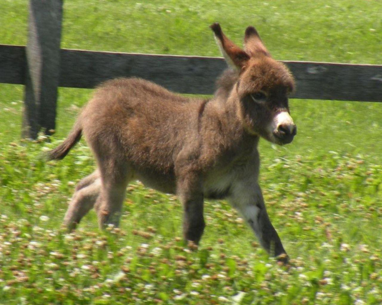 Baby Donkey Wallpapers - Top Free Baby Donkey Backgrounds - WallpaperAccess