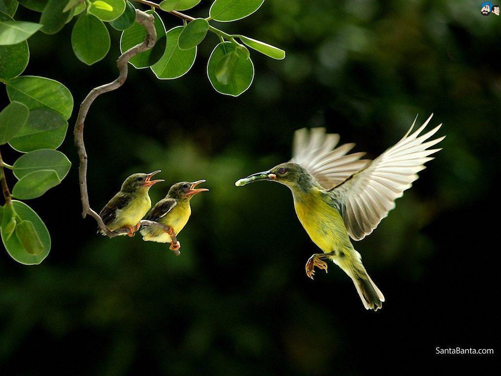 1024x768 Birds Wallpaper