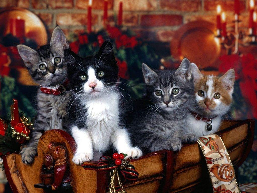 Thanksgiving Cat Desktop Wallpapers - Top Free Thanksgiving Cat Desktop
