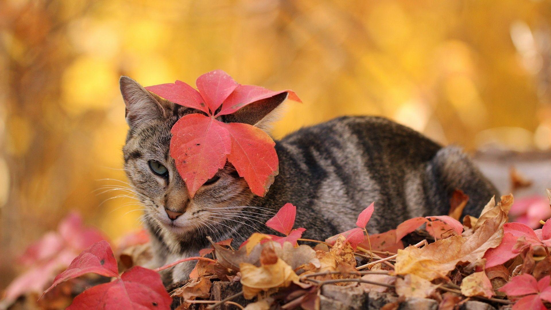 Thanksgiving Cat  Wallpapers Top Free Thanksgiving Cat  