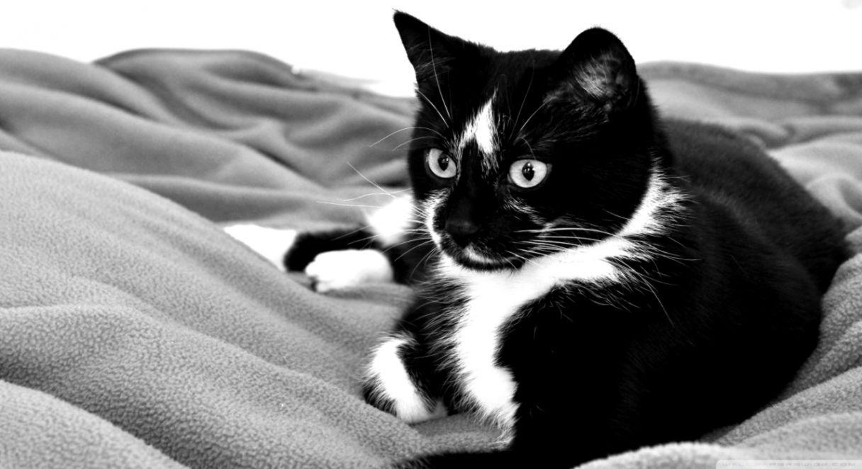 1216x662 Cat Black White HD Wallpaper
