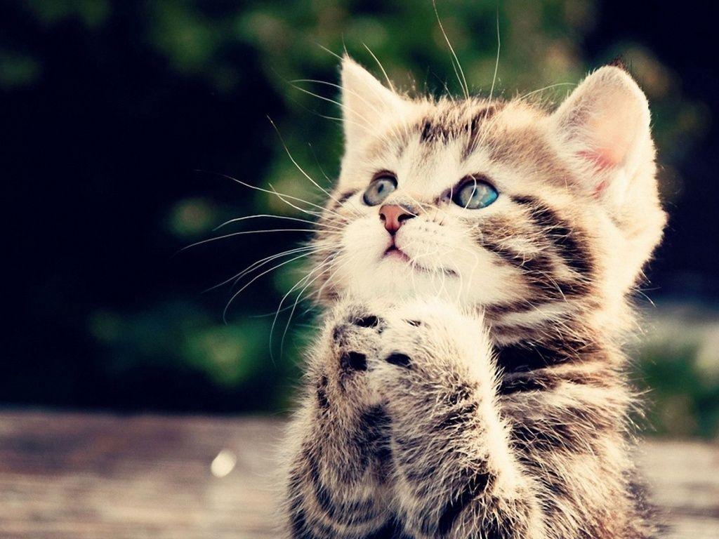 1024x768 Free Kitten Wallpaper for Desktop