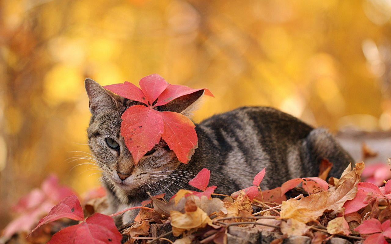 1280x800 Desktop Wallpaper cat Foliage Autumn animal