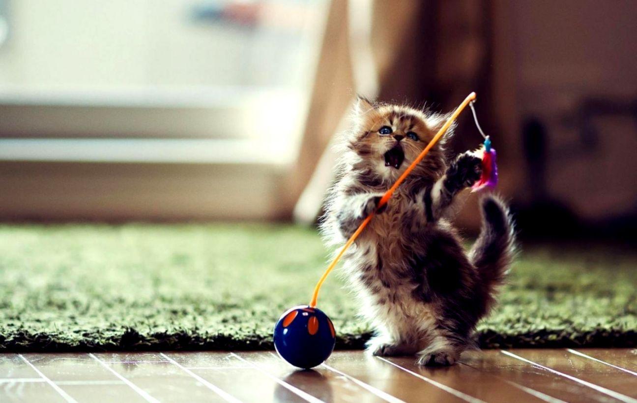 1296x819 Funny Kitten Desktop Wallpaper