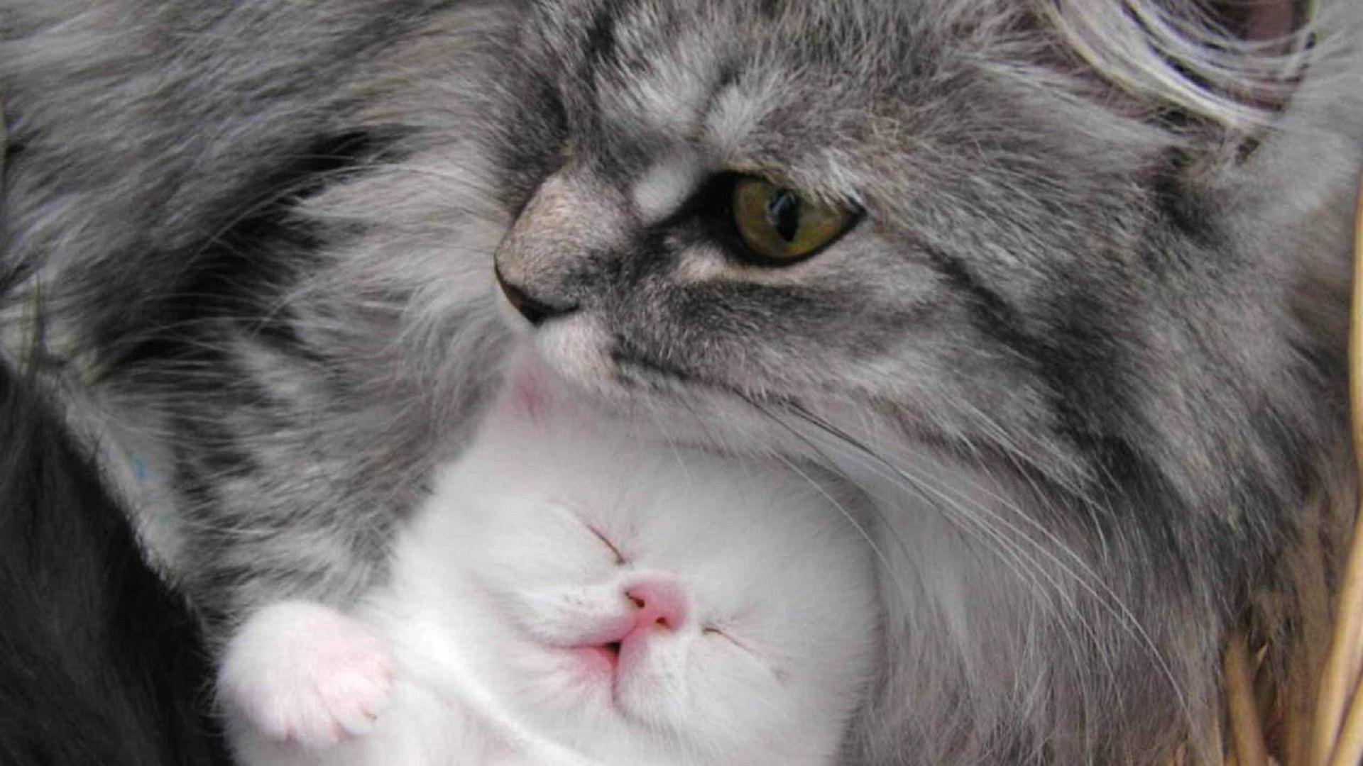 1920x1080 Beautiful Cat And Kitten Cats Free Hd Wallpaper For Desktop