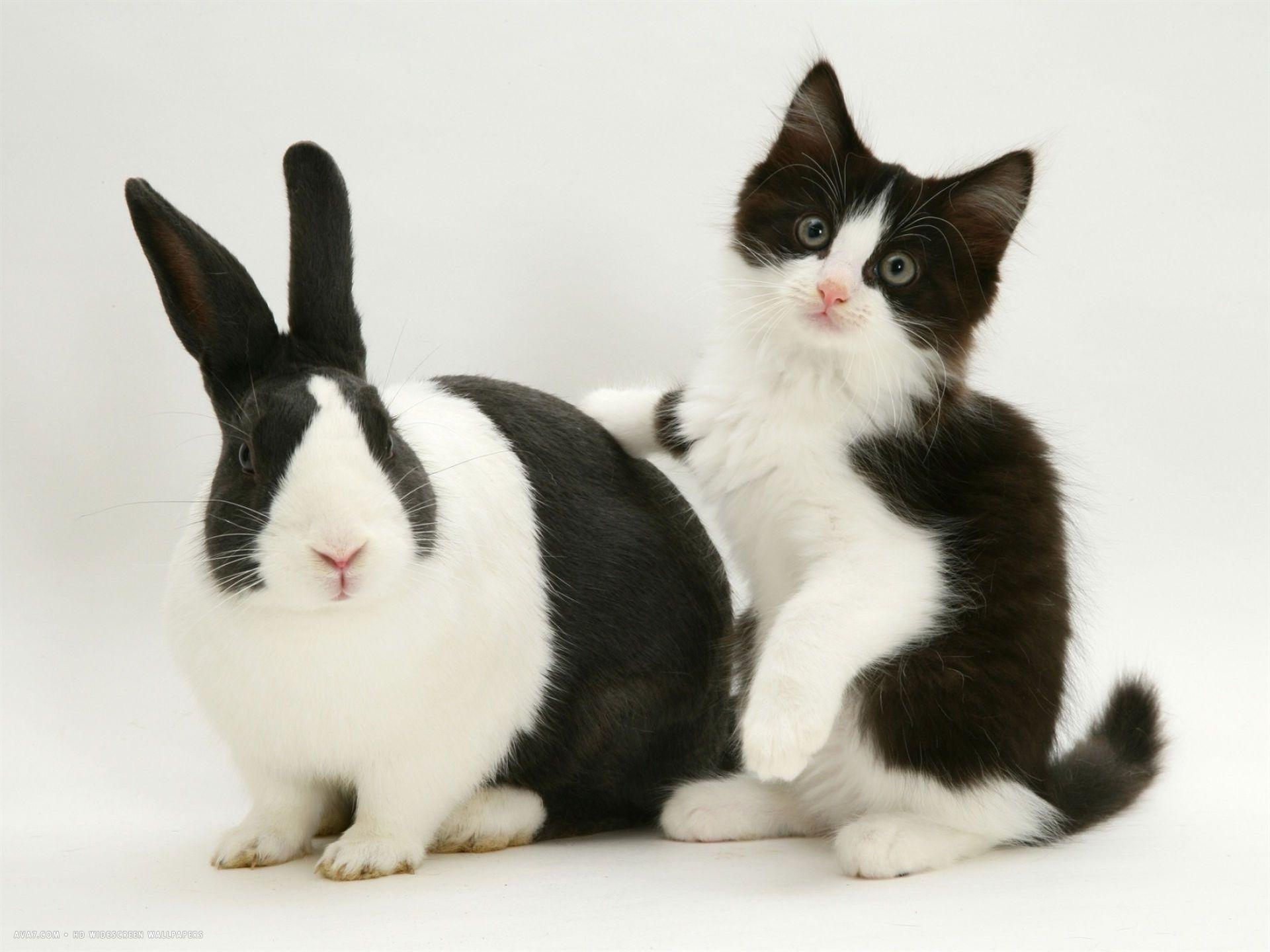 1920x1440 black dutch rabbit with black and white kitten desktop wallpaper. cats and friends HD widescreen wallpaper