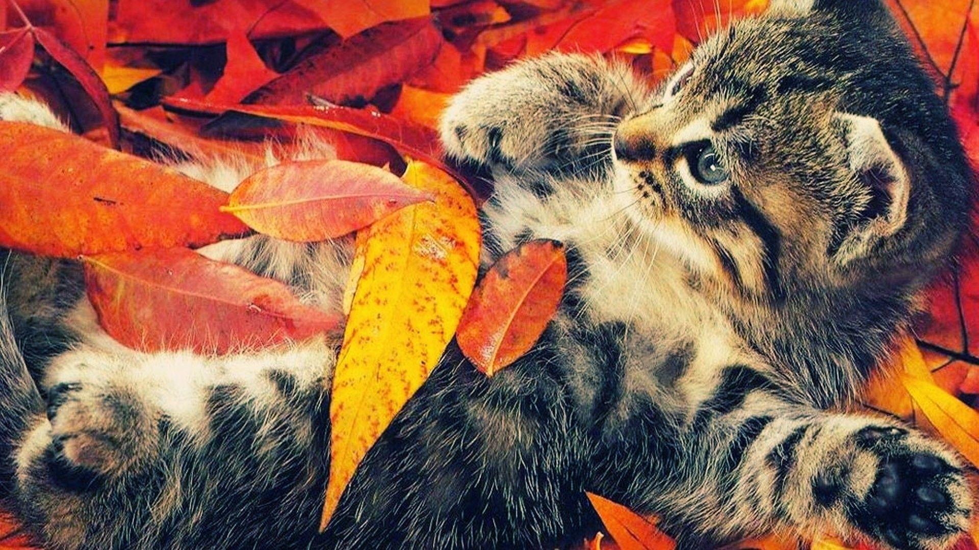 Fall Cat Wallpapers - Top Free Fall Cat Backgrounds - WallpaperAccess