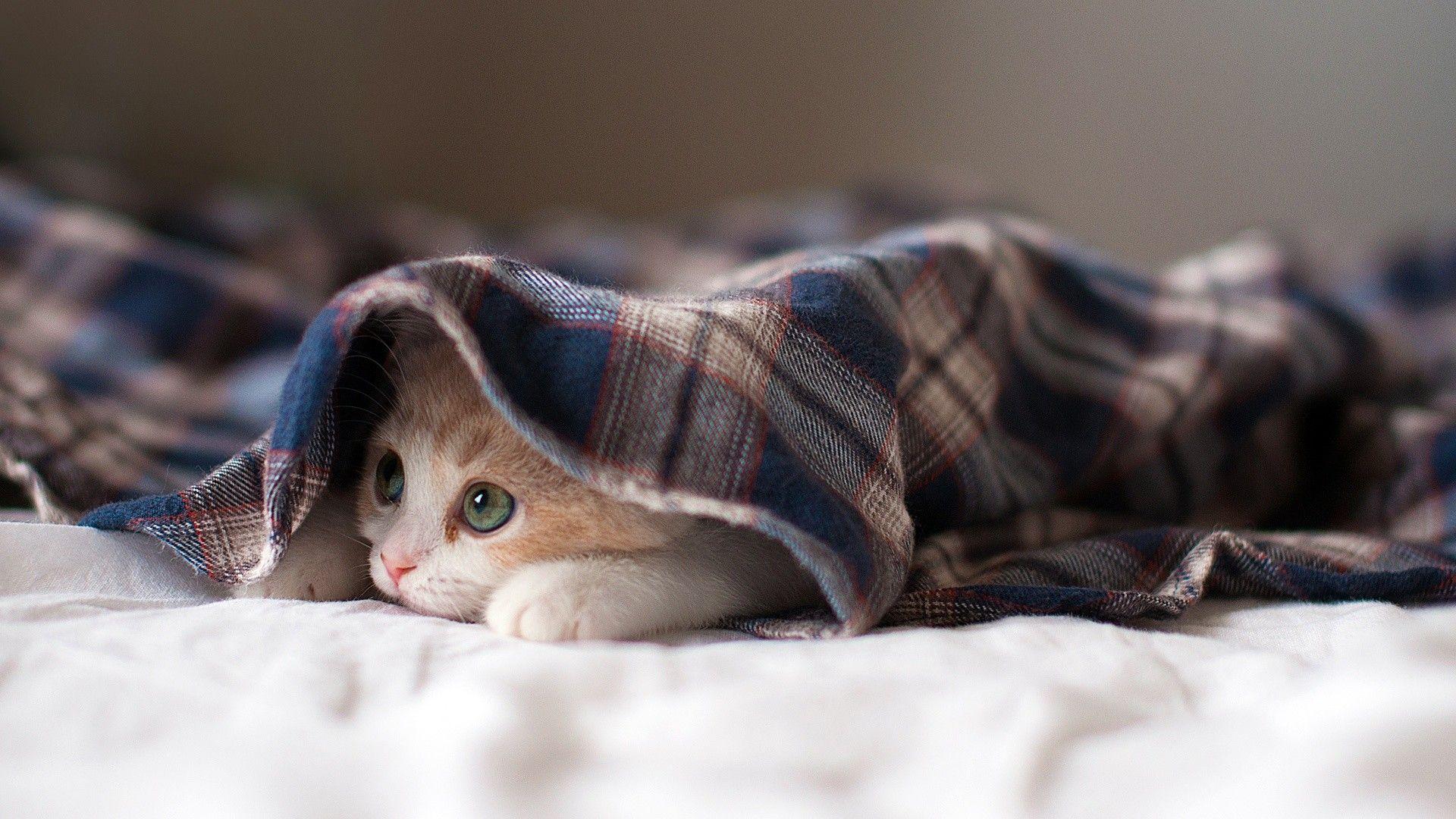 1920x1080 Valentine Kitten Wallpaper
