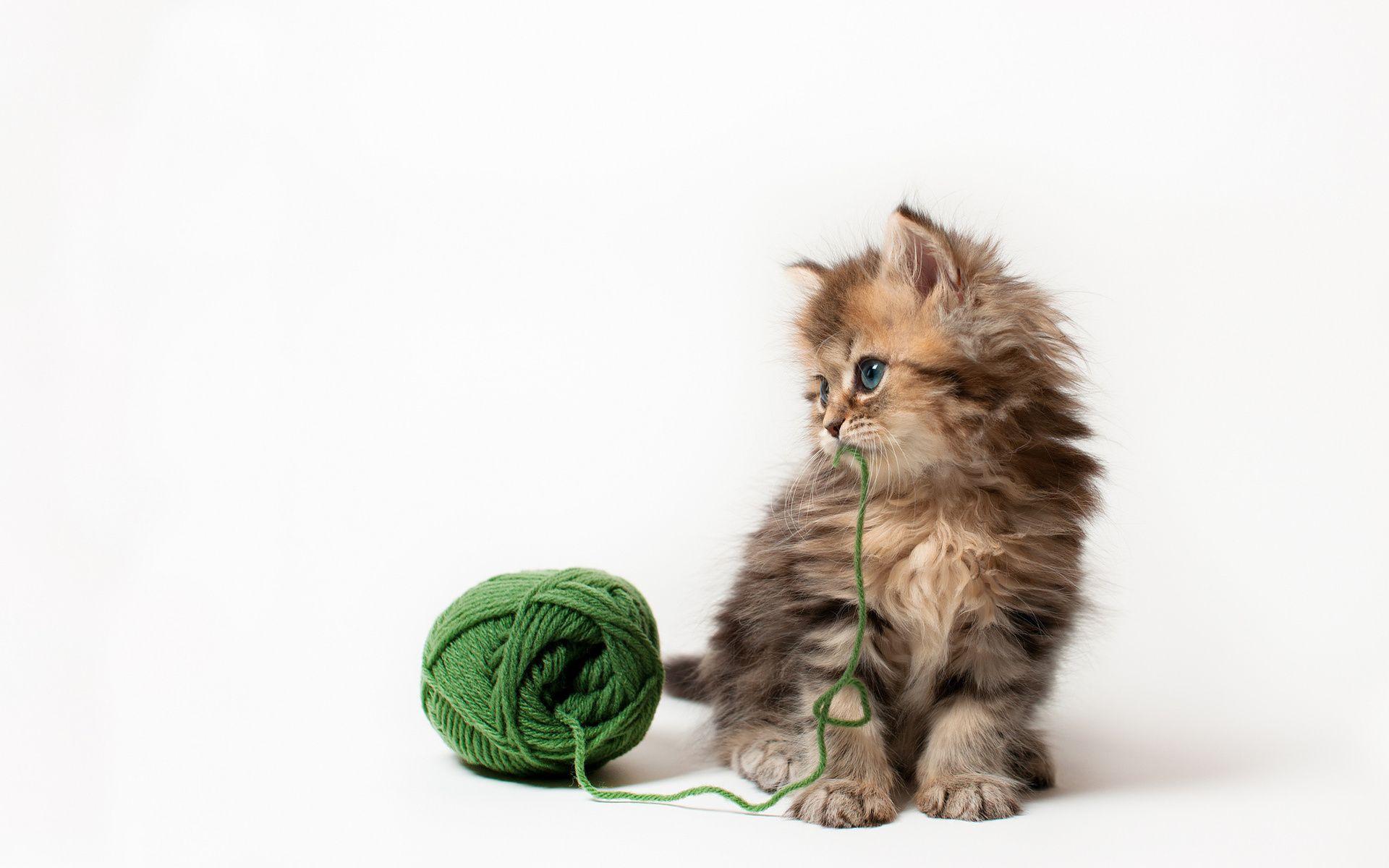 1920x1200 Kitten Desktop Background, High Definition, High