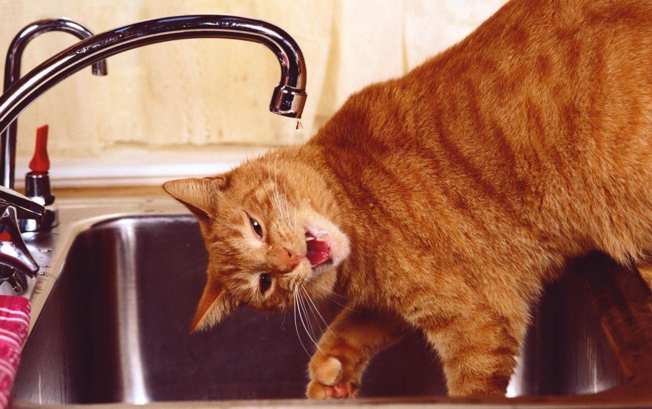 1280x804 Dripping cat wallpaper. Dripping cat