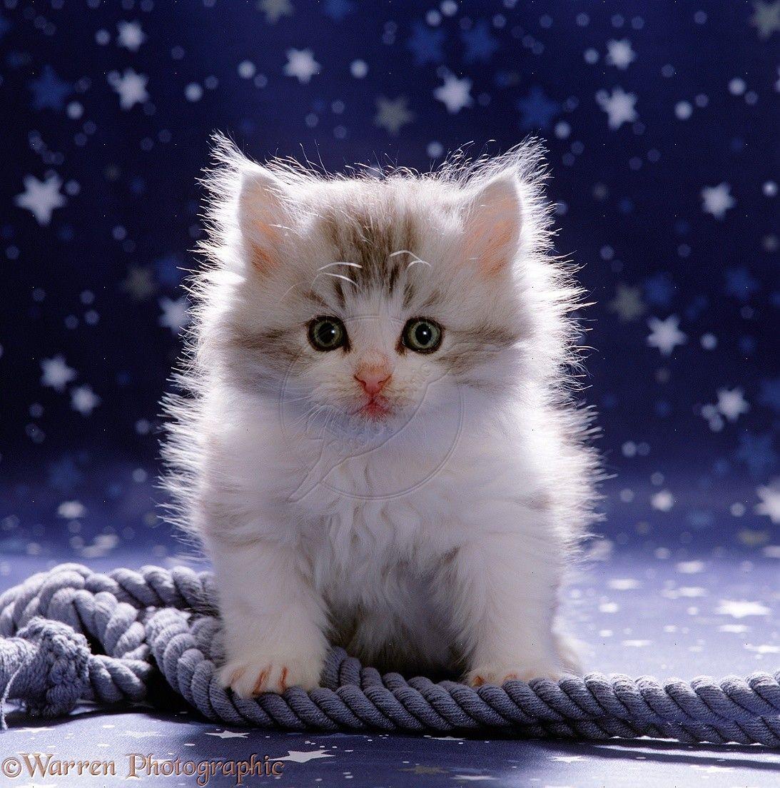 1093x1104 Kitten Wallpaper