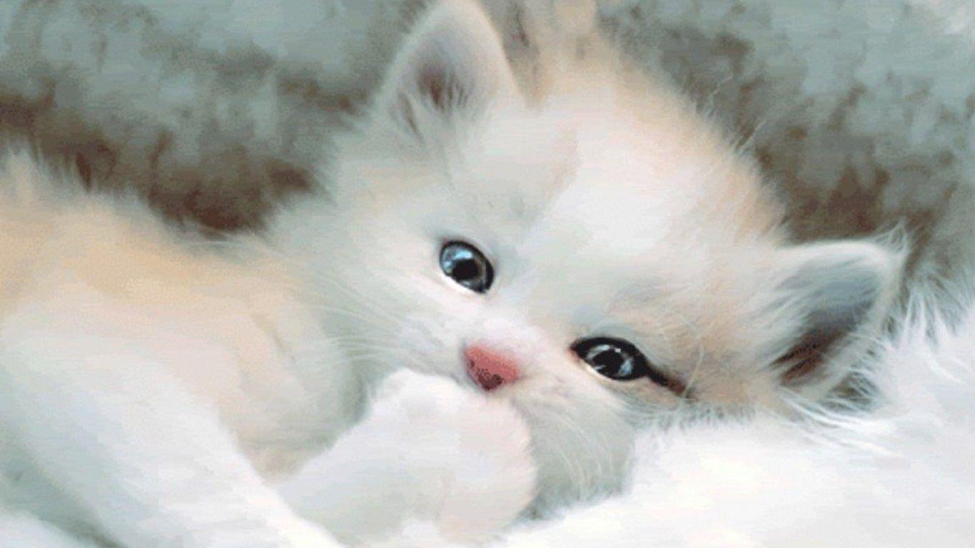 1366x768 Cute Desktop Background Wallpaper HD wallpaper HD
