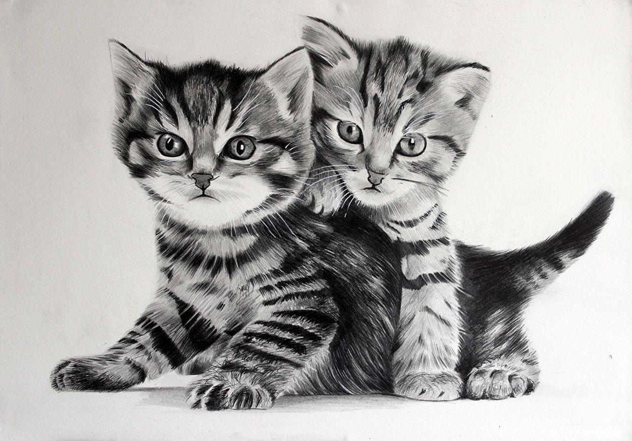 1280x894 Desktop Wallpaper Kittens Cats 2 Black and white animal